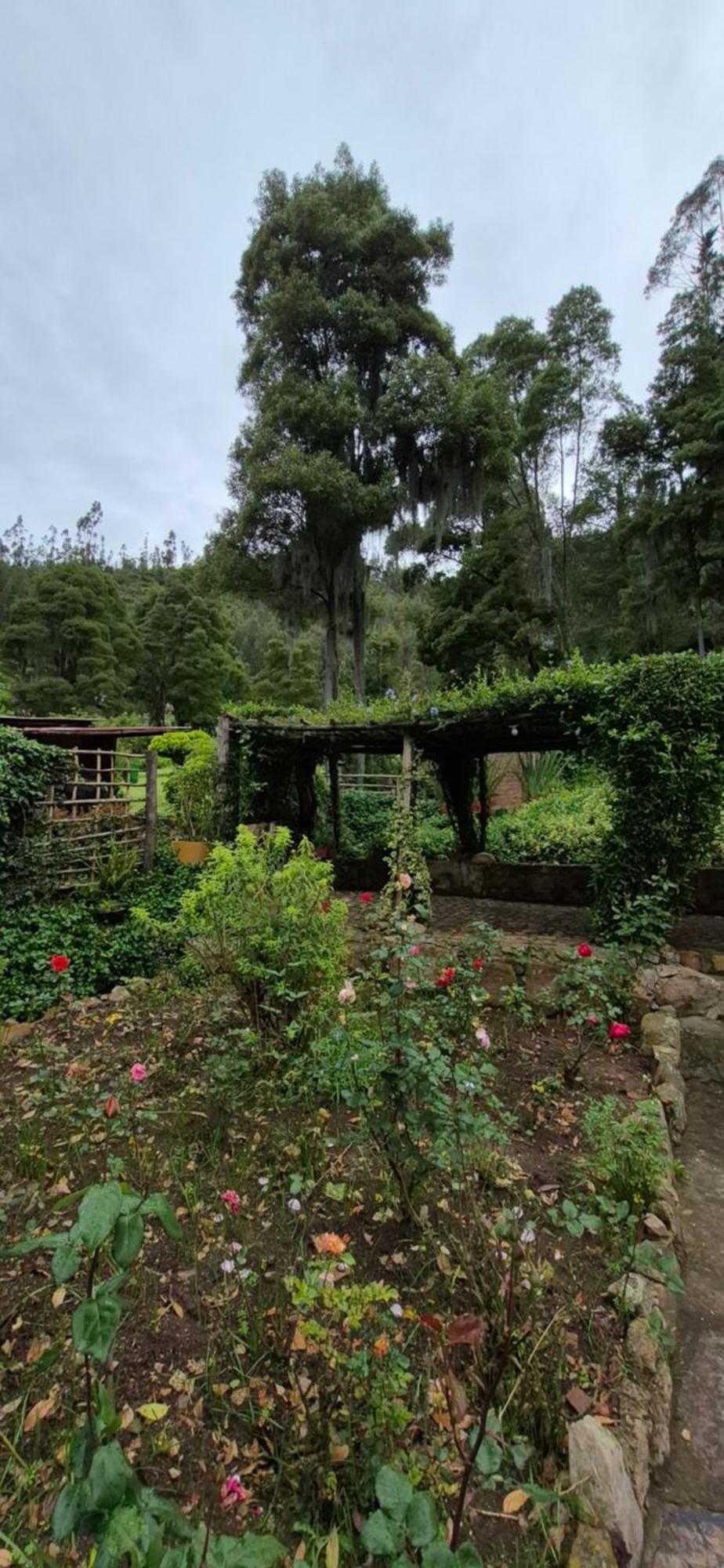 La Mara Tibasosa